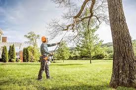 How Our Tree Care Process Works  in  Mokuleia, HI