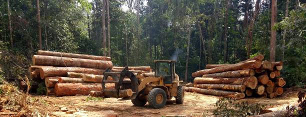 Tree and Shrub Care in Mokuleia, HI